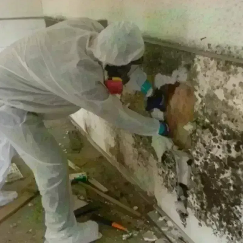 Mold Remediation and Removal in Woburn, MA